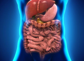 digestive-system